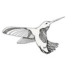 de Krantenkapper Hummingbird Temporary Tattoo