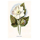 Stay At Home Gypsy Vintage floral temporary tattoo - Japanese Anemone