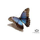 Wickedly Lovely Blue Morpho Butterfly, 3d Butterfly tattoo, WickedlyLovely skin art temporary tattoo (available in different sizes)