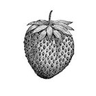 Wickedly Lovely Vintage Strawberry tattoo, Strawberry tattoo, Body Art, Vintage, Wickedly Lovely Skin Art Temporary Tattoo, (includes 3 tattoos)