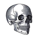 TattooNbeyond Temporary Tattoo - Set of 2 Skeletons / Large Skull