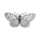 Pepper Ink vintage illustration moth temporary tattoo - choose your size - tattoo, night, transformation