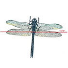 WildLifeDream Dragonfly - Temporary tattoo