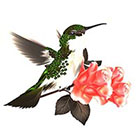 WildLifeDream Hummingbird - Temporary tattoo
