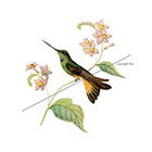 WildLifeDream Hummingbird and flowers - Temporary tattoo