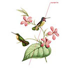 WildLifeDream Hummingbirds - Temporary tattoo