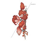 WildLifeDream Scarlet flowers - Temporary tattoo