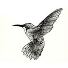 WildLifeDream Hummingbird - temporary tattoo
