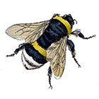 Taboo Tattoo 2 Vintage Bumble Bee Temporary Tattoo, various sizes available in color