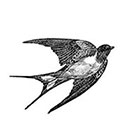 Wickedly Lovely Black and white Vintage swallow swallow tattoo, bird tattoo, Body Art, Wickedly Lovely Skin Art, includes 3 tattoos