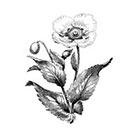 Taboo Tattoo 2 Vintage Poppies Temporary Tattoo, various sizes available