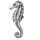 Taboo Tattoo 2 Vintage Seahorse Temporary Tattoo, various sizes available
