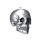 Taboo Tattoo 2 Vintage Scientific Skull Drawing Temporary Tattoo, various sizes available