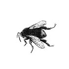 Taboo Tattoo 2 Vintage Honey Bees Black and White on Comb Temporary Tattoo, various sizes available #3