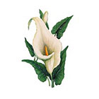 The Fickle Tattoo Vintage Calla Lily Temporary Tattoo - 