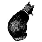 WildLifeDream Black cat - temporary tattoo