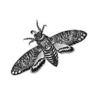 Tattoorary Moth temporary tattoo