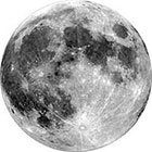 WildLifeDream Full moon - Temporary tattoo